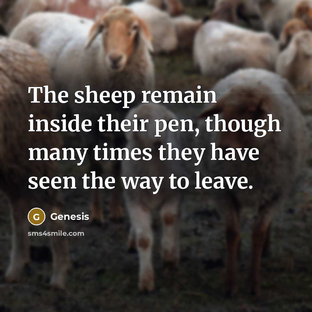 “The sheep remain inside their pen, though many times they have seen the way to leave.” quote by Genesis