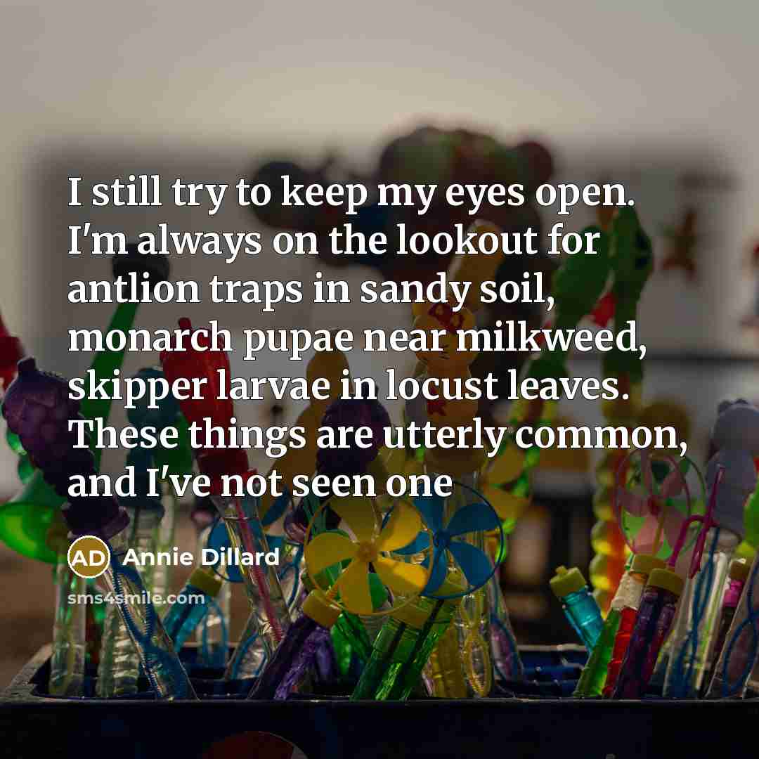“I still try to keep my eyes open. I'm always on the lookout for antlion traps in sandy soil, monarch pupae near milkweed, skipper larvae in locust leaves. These things are utterly common, and I've not seen one” quote by Annie Dillard