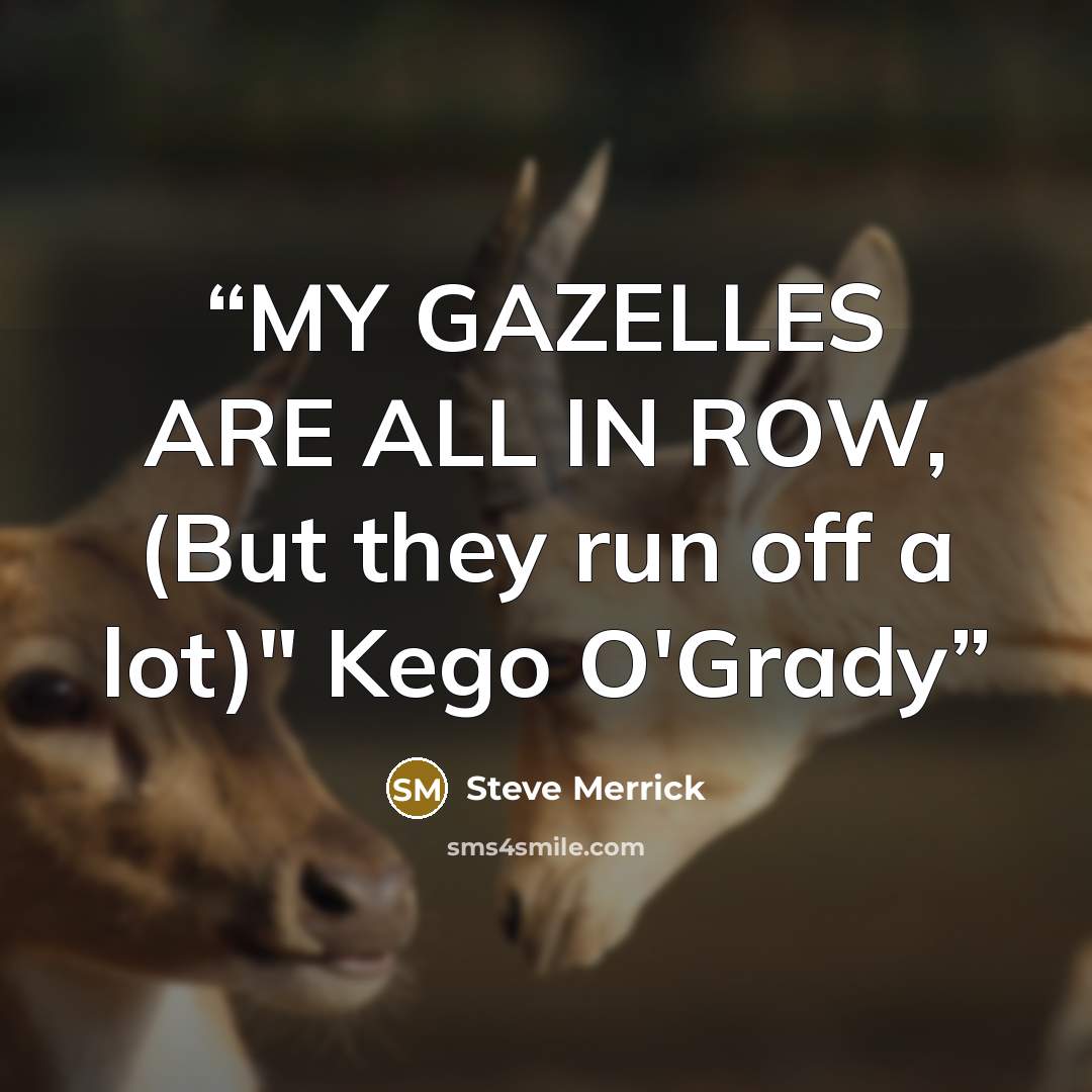 “MY GAZELLES ARE ALL IN ROW, (But they run off a lot)" Kego O'Grady” quote by Steve Merrick