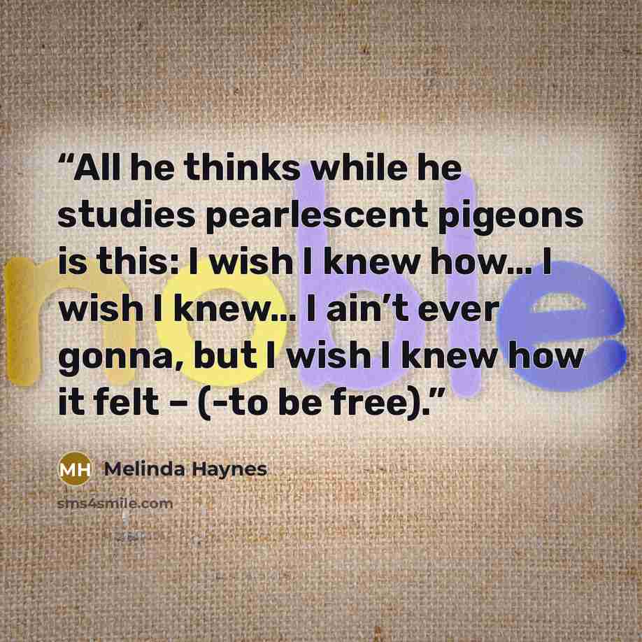 “All he thinks while he studies pearlescent pigeons is this: I wish I knew how… I wish I knew… I ain’t ever gonna, but I wish I knew how it felt – (-to be free).” quote by Melinda Haynes