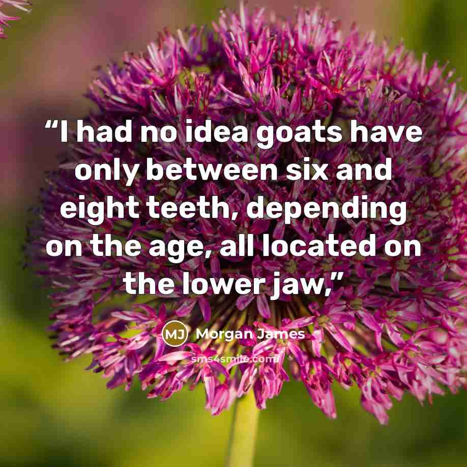 “I had no idea goats have only between six and eight teeth, depending on the age, all located on the lower jaw,” quote by Morgan James