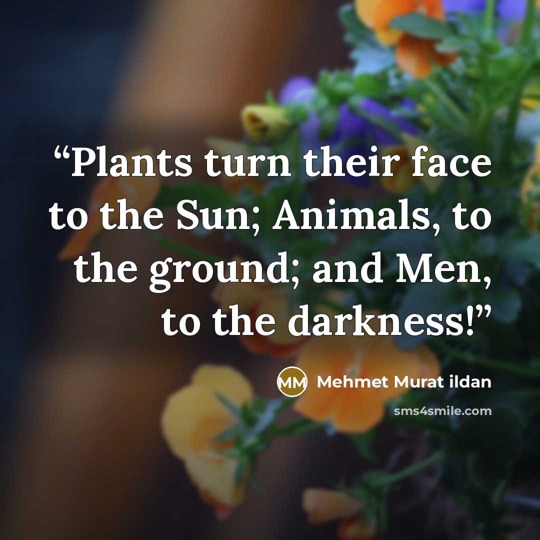 “Plants turn their face to the Sun; Animals, to the ground; and Men, to the darkness!” quote by Mehmet Murat ildan