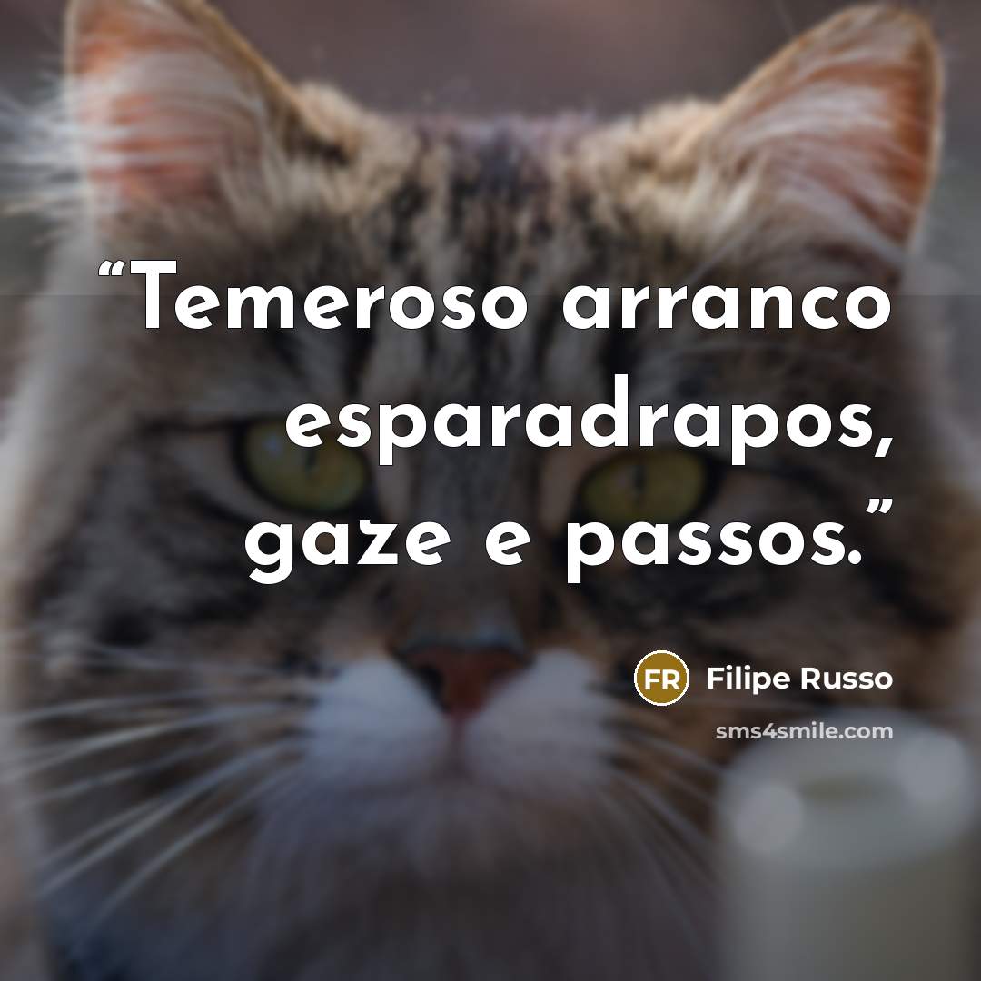 “Temeroso arranco esparadrapos, gaze e passos.” quote by Filipe Russo