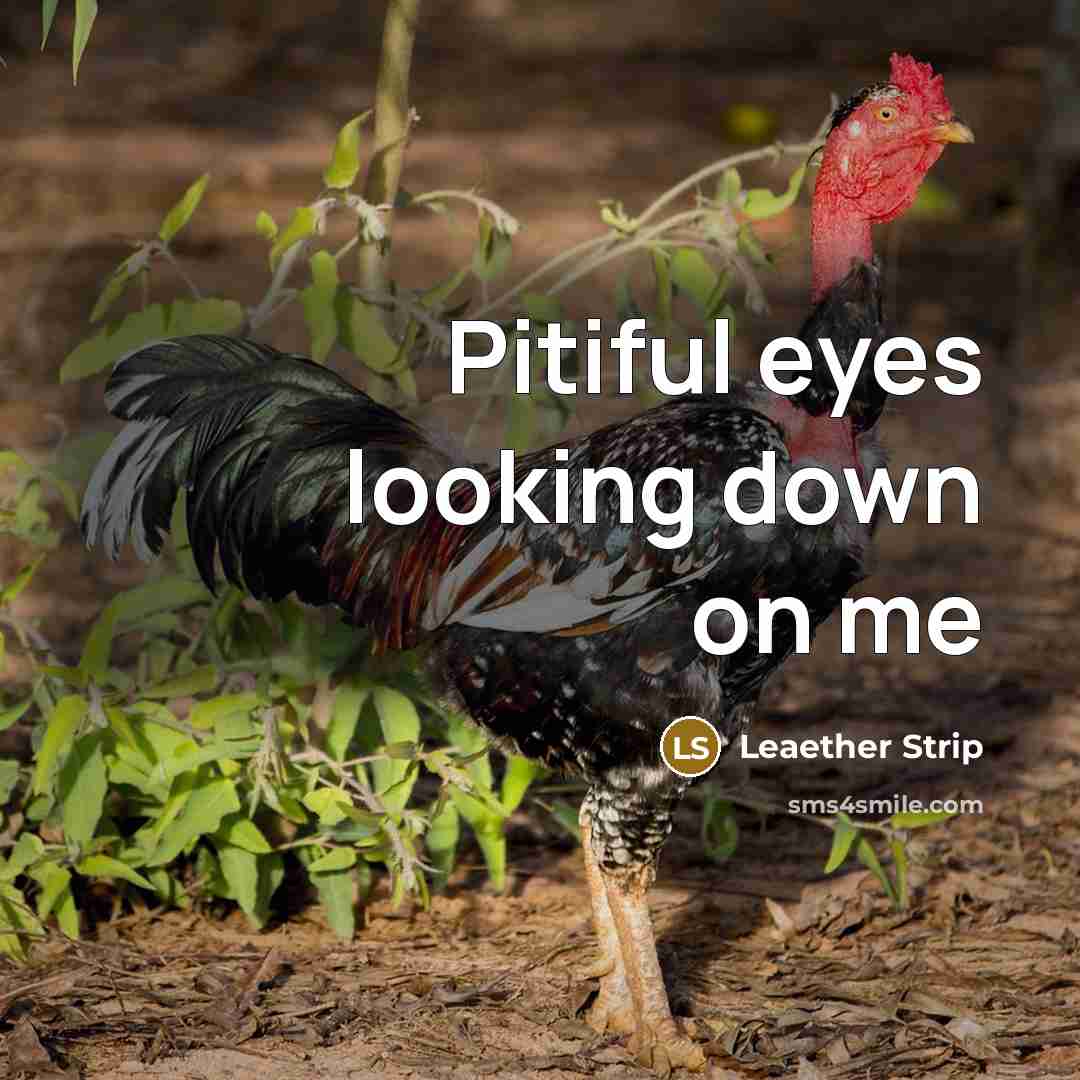 “Pitiful eyes looking down on me” quote by Leaether Strip