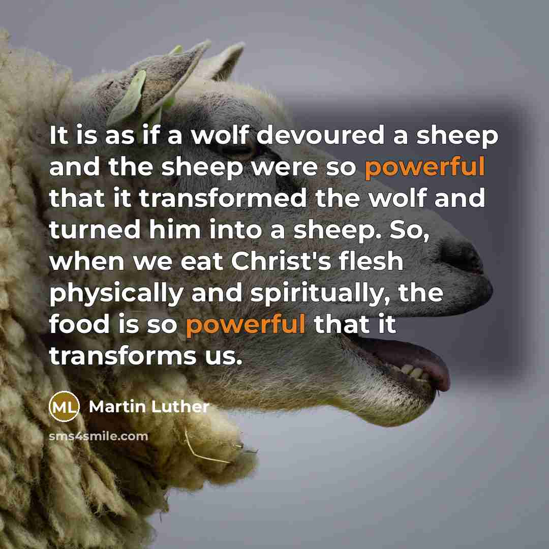 “It is as if a wolf devoured a sheep and the sheep were so powerful that it transformed the wolf and turned him into a sheep. So, when we eat Christ's flesh physically and spiritually, the food is so powerful that it transforms us.” quote by Martin Luther