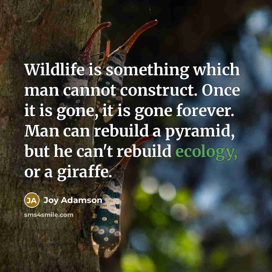 “Wildlife is something which man cannot construct. Once it is gone, it is gone forever. Man can rebuild a pyramid, but he can't rebuild ecology, or a giraffe.” quote by Joy Adamson