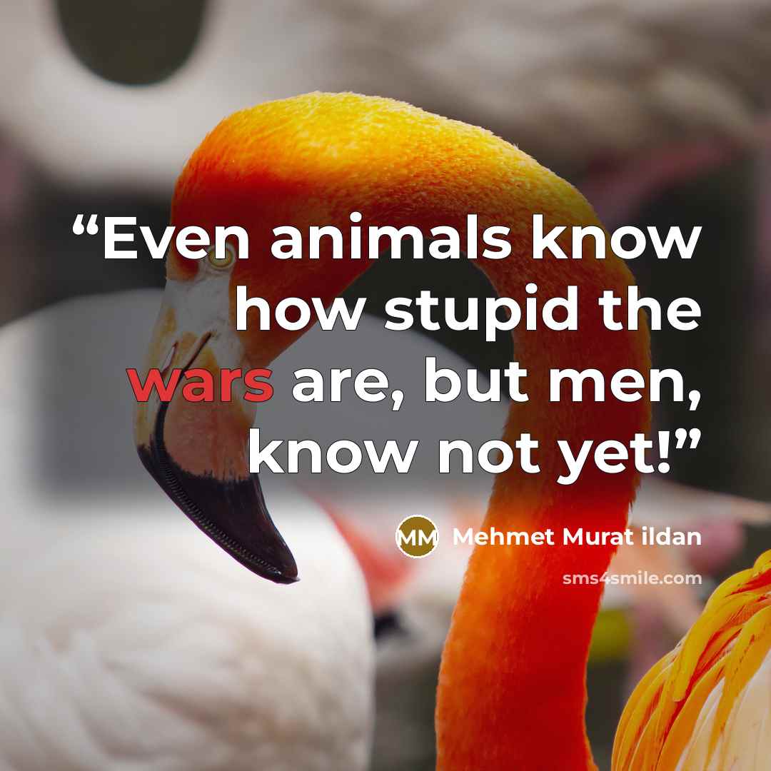 “Even animals know how stupid the wars are, but men, know not yet!” quote by Mehmet Murat ildan