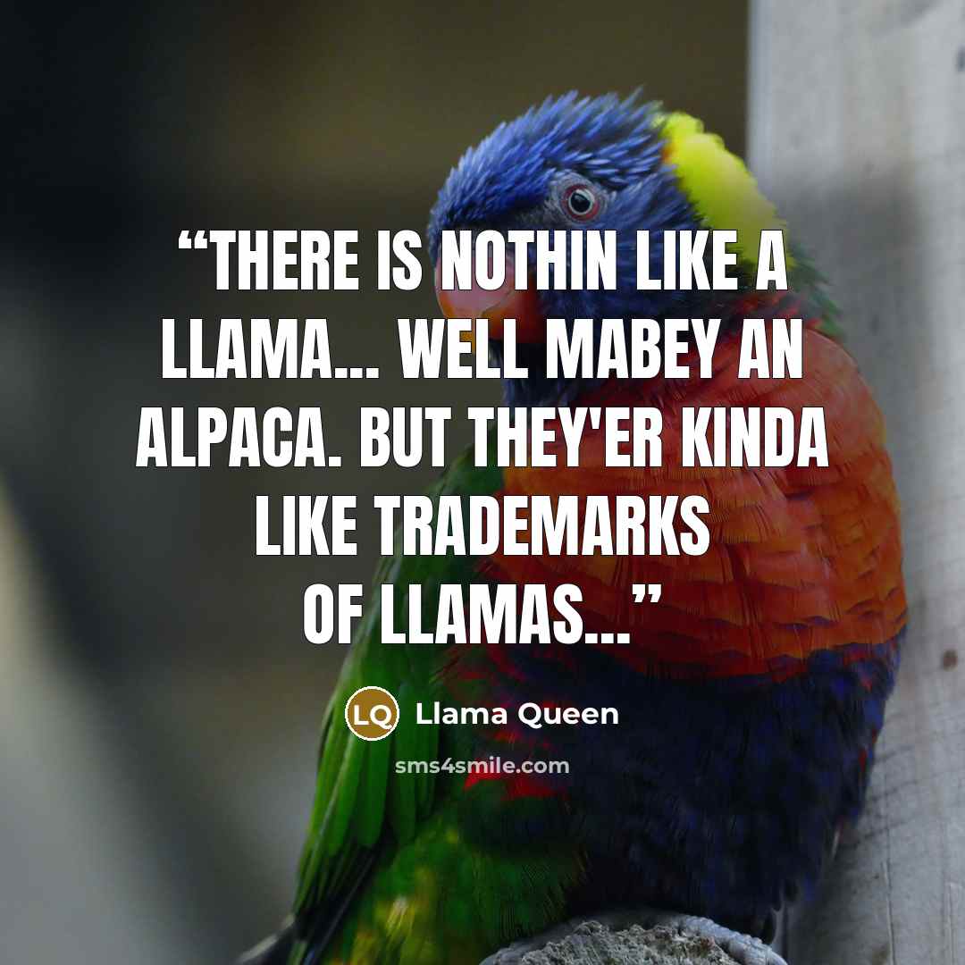 “There is nothin like a llama... well mabey an alpaca. But they'er kinda like trademarks of llamas...” quote by Llama Queen