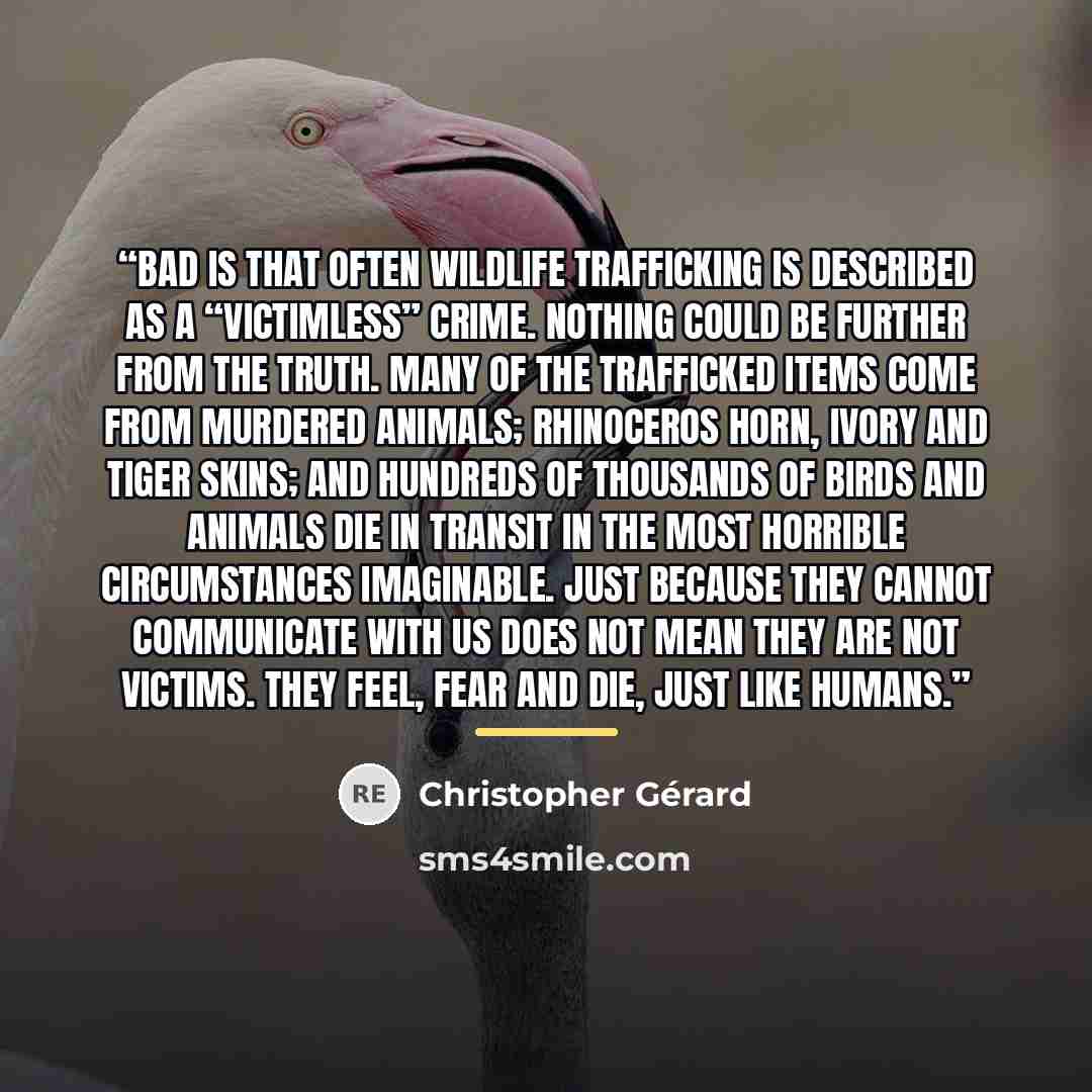 “Bad is that often wildlife trafficking is described as a “victimless” crime. Nothing could be further from the truth. Many of the trafficked items come from murdered animals; Rhinoceros Horn, Ivory and Tiger skins; and hundreds of thousands of birds and animals die in transit in the most horrible…” quote by Christopher Gerard