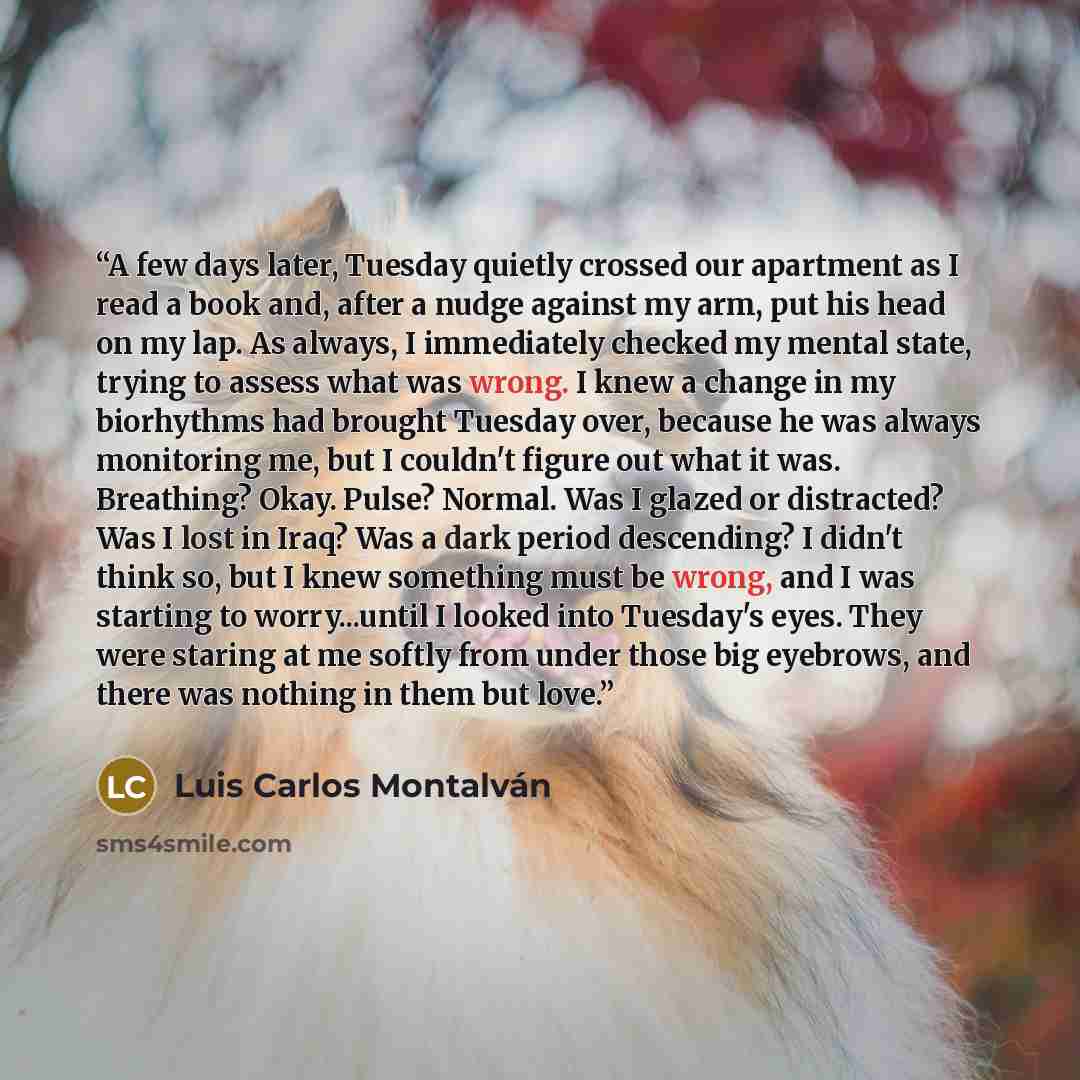 “A few days later, Tuesday quietly crossed our apartment as I read a book and, after a nudge against my arm, put his head on my lap. As always, I immediately checked my mental state, trying to assess what was wrong. I knew a change in my biorhythms had brought Tuesday over, because he was always…” quote by Luis Carlos Montalván