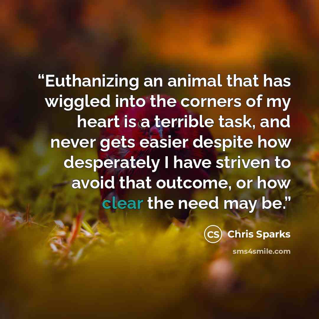 “Euthanizing an animal that has wiggled into the corners of my heart is a terrible task, and never gets easier despite how desperately I have striven to avoid that outcome, or how clear the need may be.” quote by Chris Sparks
