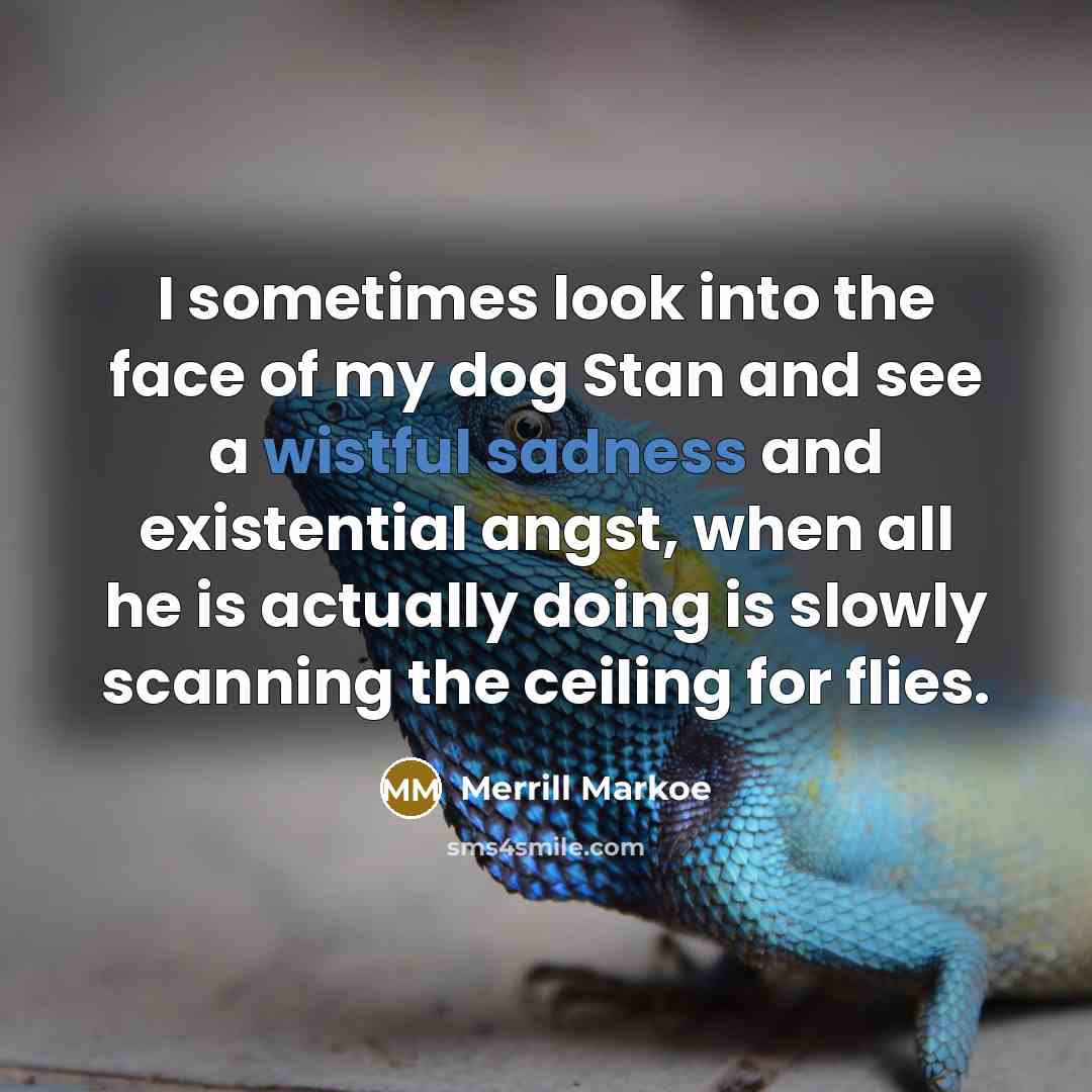 “I sometimes look into the face of my dog Stan and see a wistful sadness and existential angst, when all he is actually doing is slowly scanning the ceiling for flies.” quote by Merrill Markoe