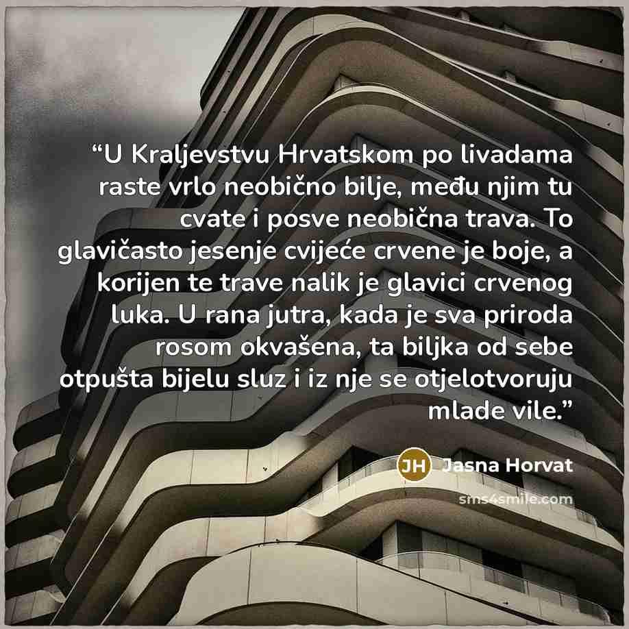 “U Kraljevstvu Hrvatskom po livadama raste vrlo neobično bilje, među njim tu cvate i posve neobična trava. To glavičasto jesenje cvijeće crvene je boje, a korijen te trave nalik je glavici crvenog luka. U rana jutra, kada je sva priroda rosom okvašena, ta biljka od sebe otpušta bijelu sluz i iz nje…” quote by Jasna Horvat