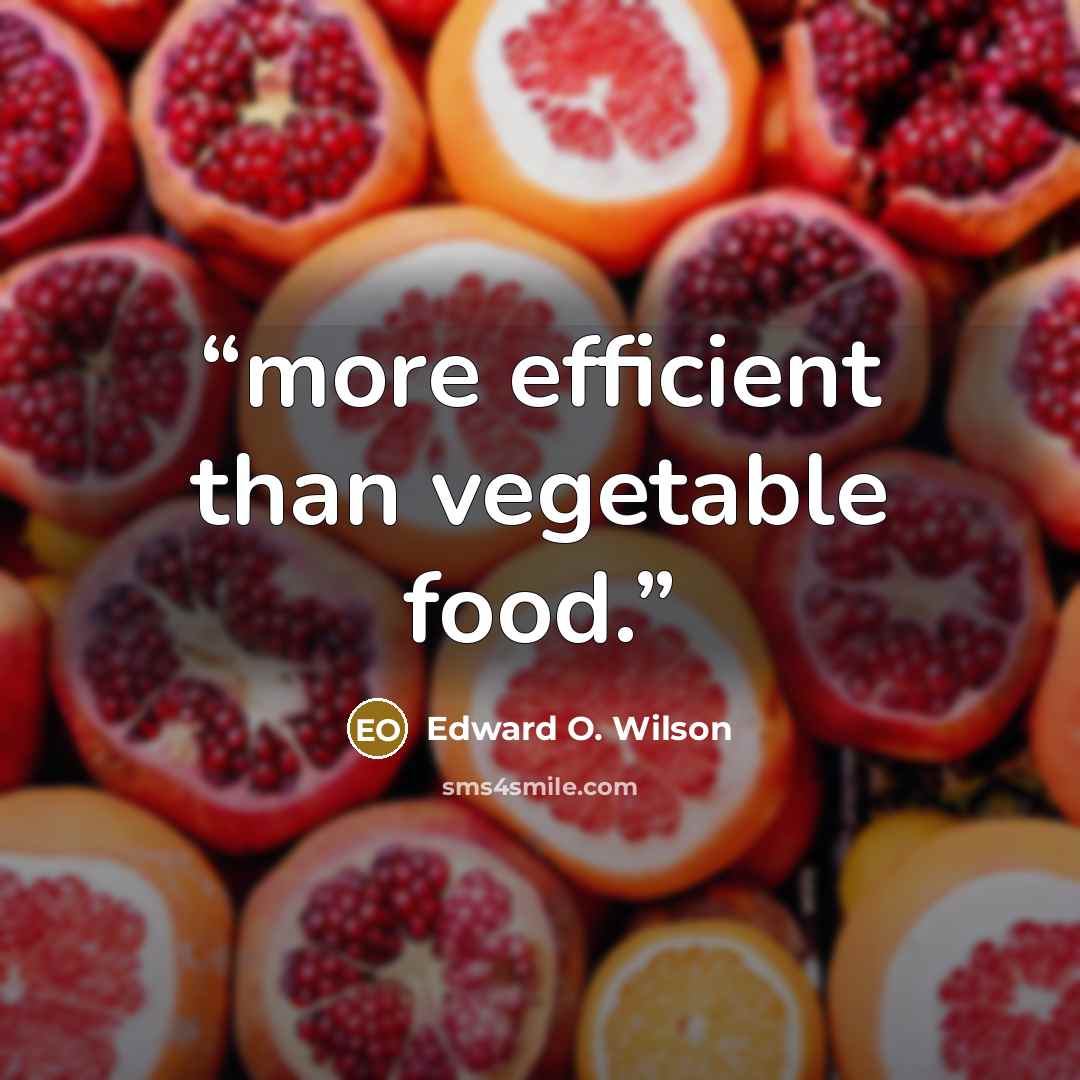 “more efficient than vegetable food.” quote by Edward O. Wilson