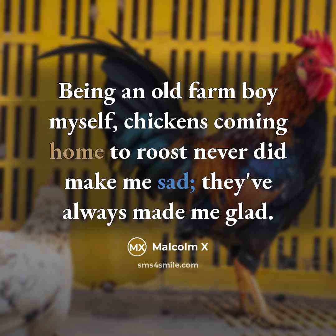 “Being an old farm boy myself, chickens coming home to roost never did make me sad; they've always made me glad.” quote by Malcolm X