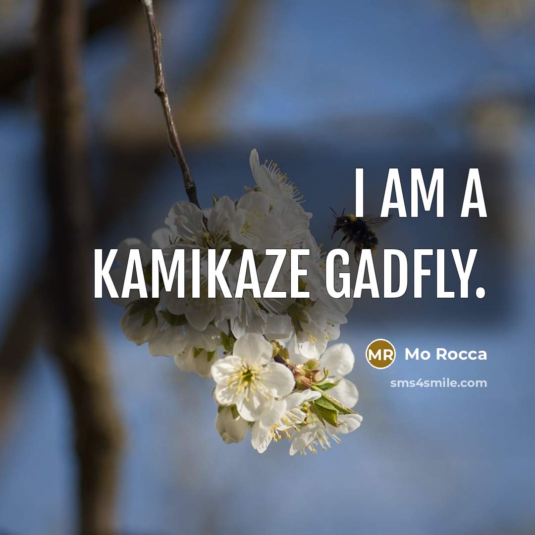 “I am a kamikaze gadfly.” quote by Mo Rocca