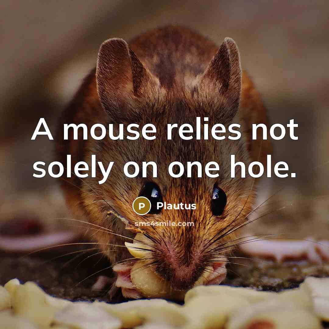 “A mouse relies not solely on one hole.” quote by Plautus