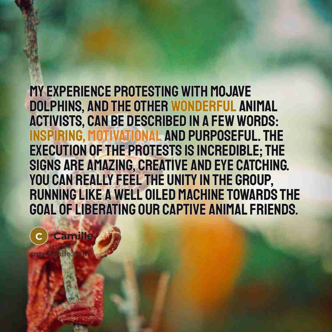 “My experience protesting with Mojave Dolphins, and the other wonderful animal activists, can be described in a few words: inspiring, motivational and purposeful. The execution of the protests is incredible; the signs are amazing, creative and eye catching. You can really feel the unity in the…” quote by Camille