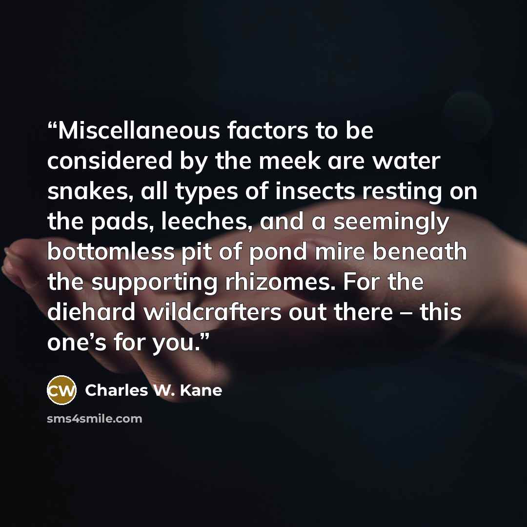 “Miscellaneous factors to be considered by the meek are water snakes, all types of insects resting on the pads, leeches, and a seemingly bottomless pit of pond mire beneath the supporting rhizomes. For the diehard wildcrafters out there – this one’s for you.” quote by Charles W. Kane