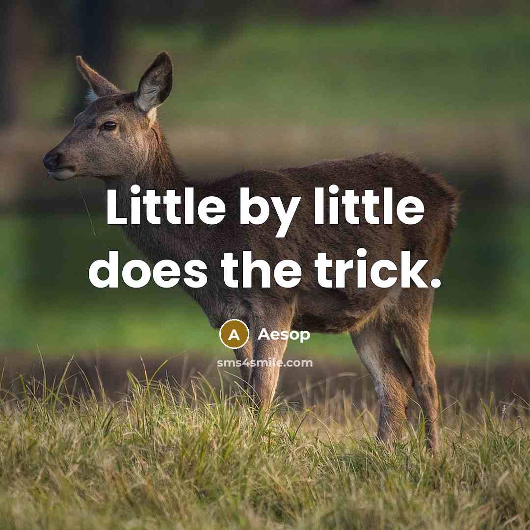 “Little by little does the trick.” quote by Aesop