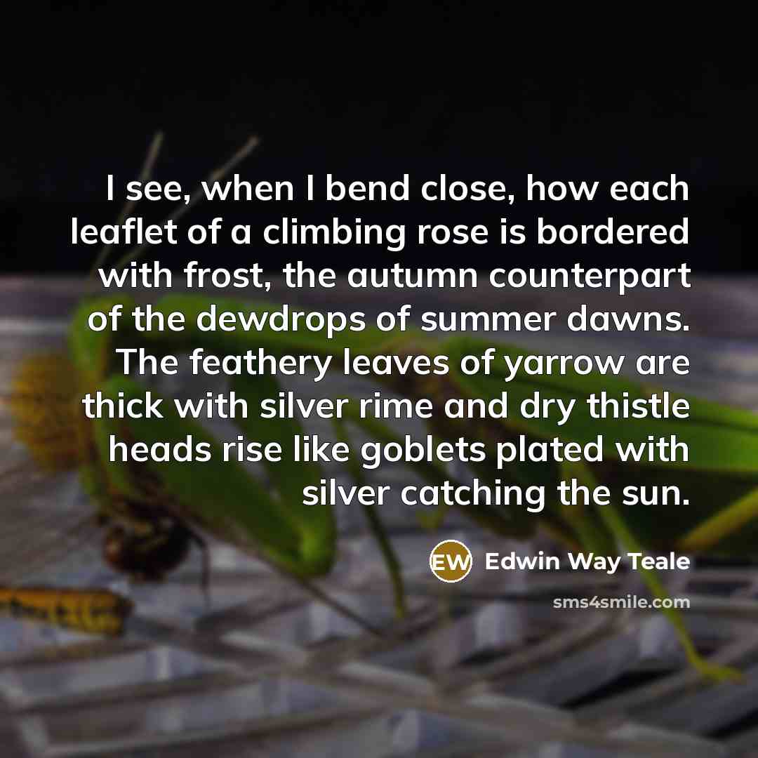 “I see, when I bend close, how each leaflet of a climbing rose is bordered with frost, the autumn counterpart of the dewdrops of summer dawns. The feathery leaves of yarrow are thick with silver rime and dry thistle heads rise like goblets plated with silver catching the sun.” quote by Edwin Way Teale