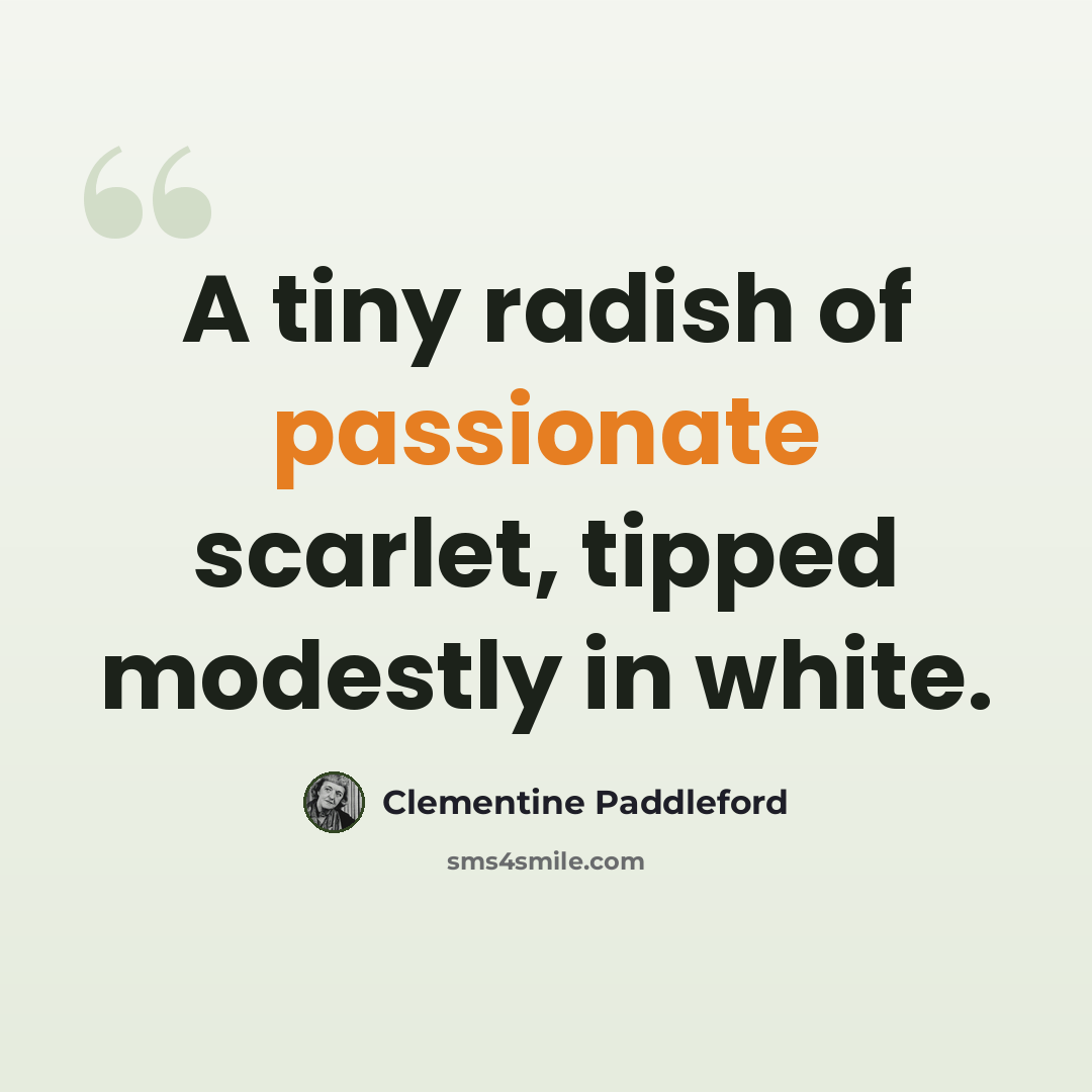 “A tiny radish of passionate scarlet, tipped modestly in white.” quote by Clementine Paddleford