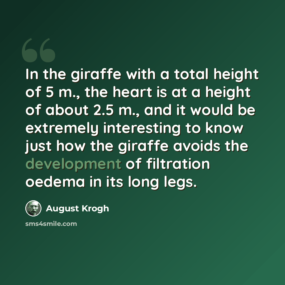 “In the giraffe with a total height of 5 m., the heart is at a height of about 2.5 m., and it would be extremely interesting to know just how the giraffe avoids the development of filtration oedema in its long legs.” quote by August Krogh