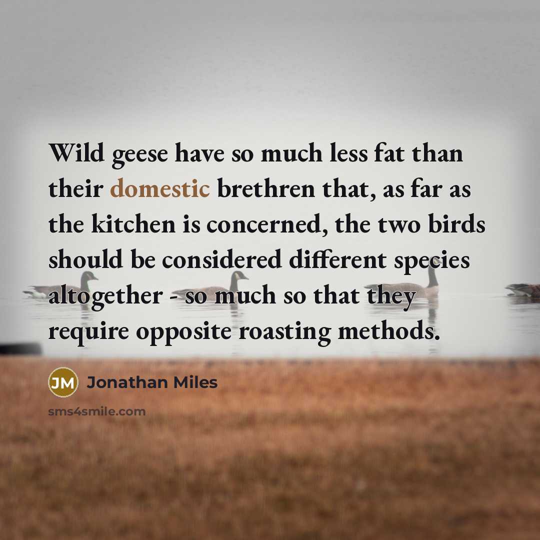 “Wild geese have so much less fat than their domestic brethren that, as far as the kitchen is concerned, the two birds should be considered different species altogether - so much so that they require opposite roasting methods.” quote by Jonathan Miles