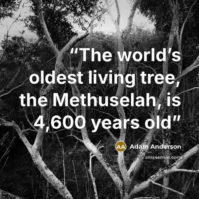 “The world’s oldest living tree, the Methuselah, is 4,600 years old” quote by Adam Anderson