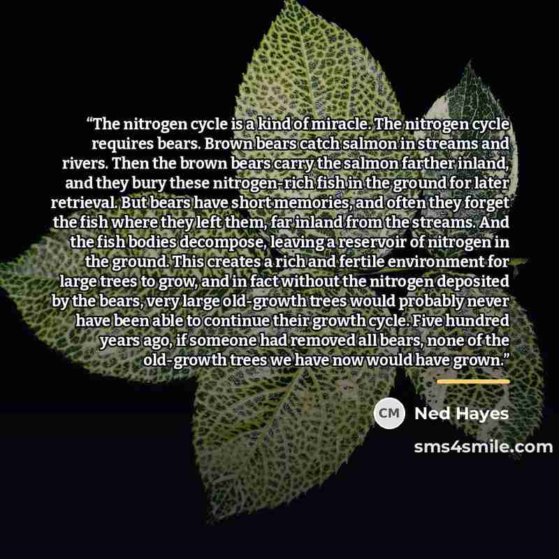 “The nitrogen cycle is a kind of miracle. The nitrogen cycle requires bears. Brown bears catch salmon in streams and rivers. Then the brown bears carry the salmon farther inland, and they bury these nitrogen-rich fish in the ground for later retrieval. But bears have short memories, and often they…” quote by Ned Hayes