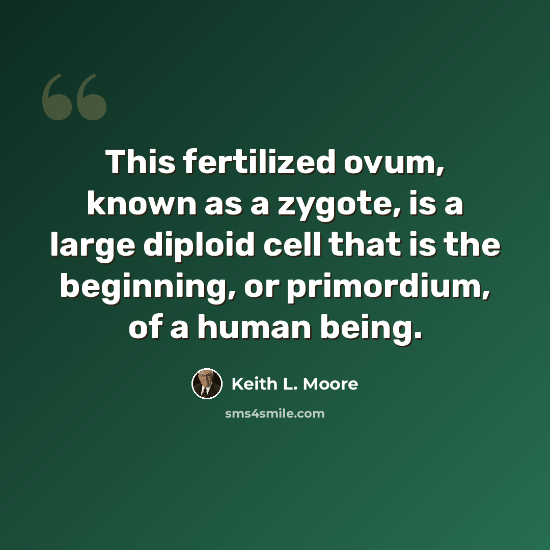 “This fertilized ovum, known as a zygote, is a large diploid cell that is the beginning, or primordium, of a human being.” quote by Keith L. Moore