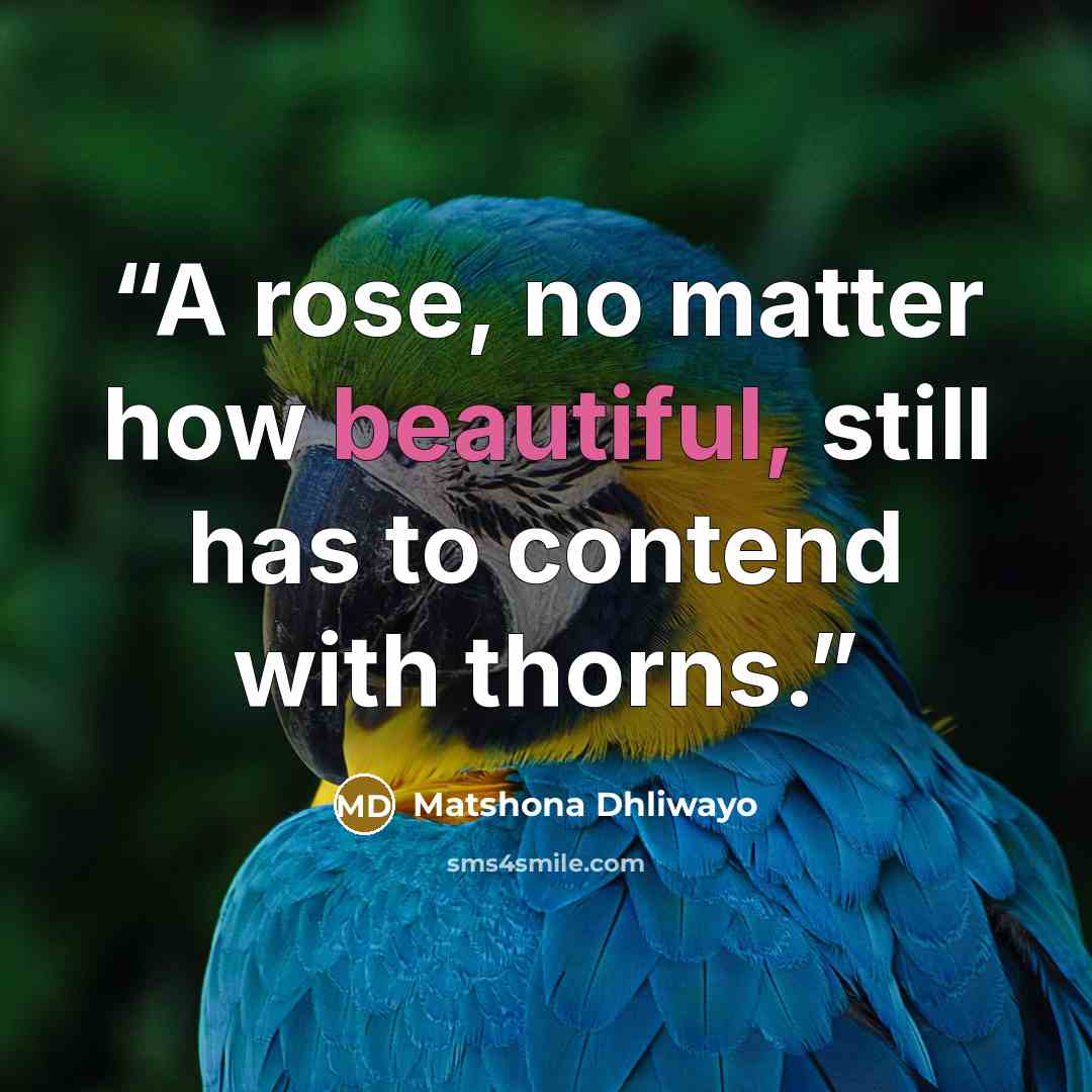 “A rose, no matter how beautiful, still has to contend with thorns.” quote by Matshona Dhliwayo