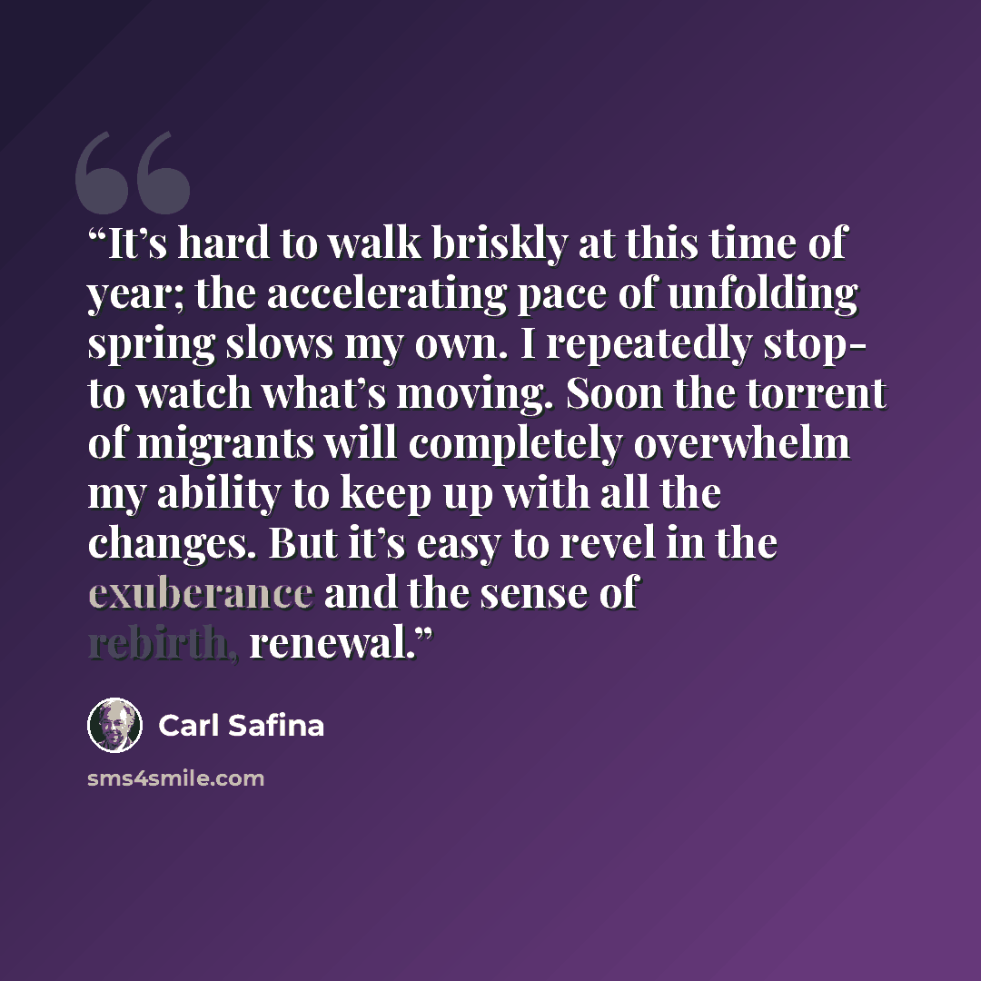 “It’s hard to walk briskly at this time of year; the accelerating pace of unfolding spring slows my own. I repeatedly stop- to watch what’s moving. Soon the torrent of migrants will completely overwhelm my ability to keep up with all the changes. But it’s easy to revel in the exuberance and the…” quote by Carl Safina