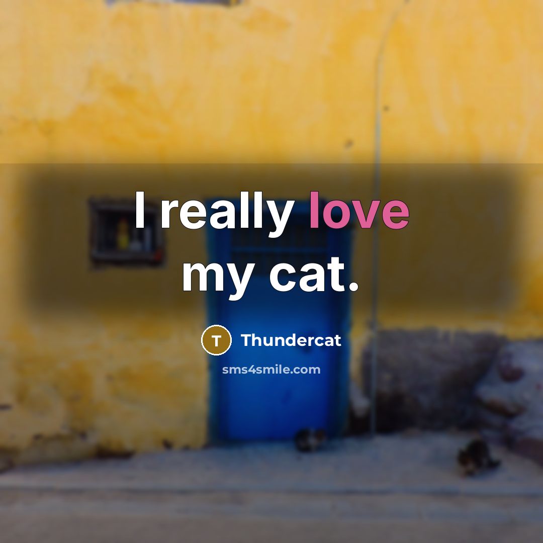 “I really love my cat.” quote by Thundercat
