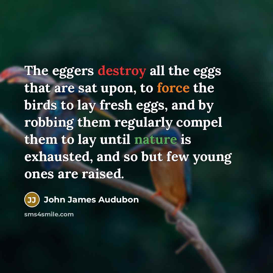 “The eggers destroy all the eggs that are sat upon, to force the birds to lay fresh eggs, and by robbing them regularly compel them to lay until nature is exhausted, and so but few young ones are raised.” quote by John James Audubon