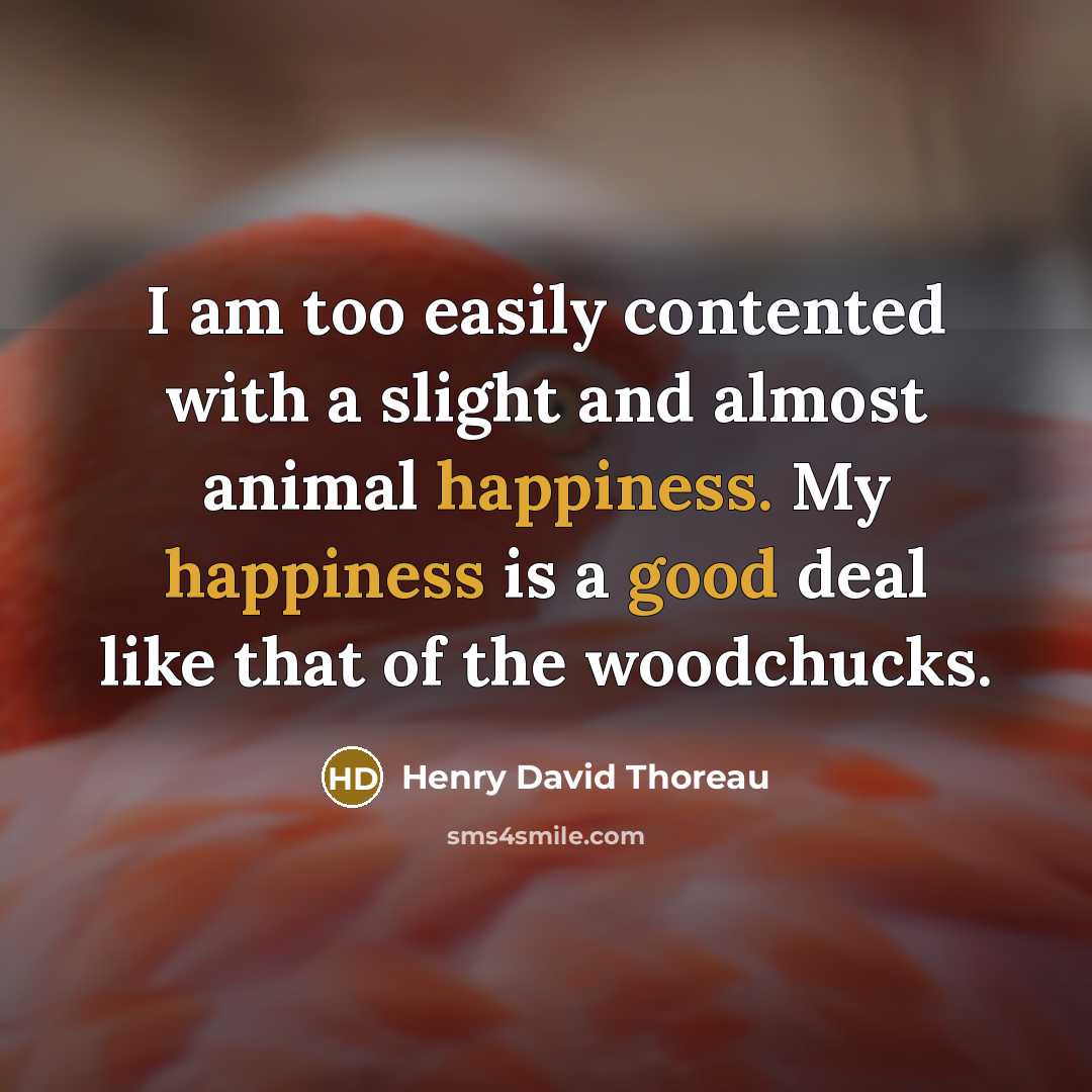 “I am too easily contented with a slight and almost animal happiness. My happiness is a good deal like that of the woodchucks.” quote by Henry David Thoreau