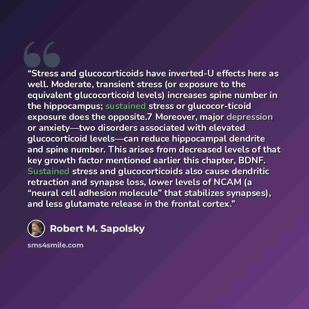“Stress and glucocorticoids have inverted-U effects here as well. Moderate, transient stress (or exposure to the equivalent glucocorticoid levels) increases spine number in the hippocampus; sustained stress or glucocor-ticoid exposure does the opposite.7 Moreover, major depression or anxiety—two…” quote by Robert M. Sapolsky