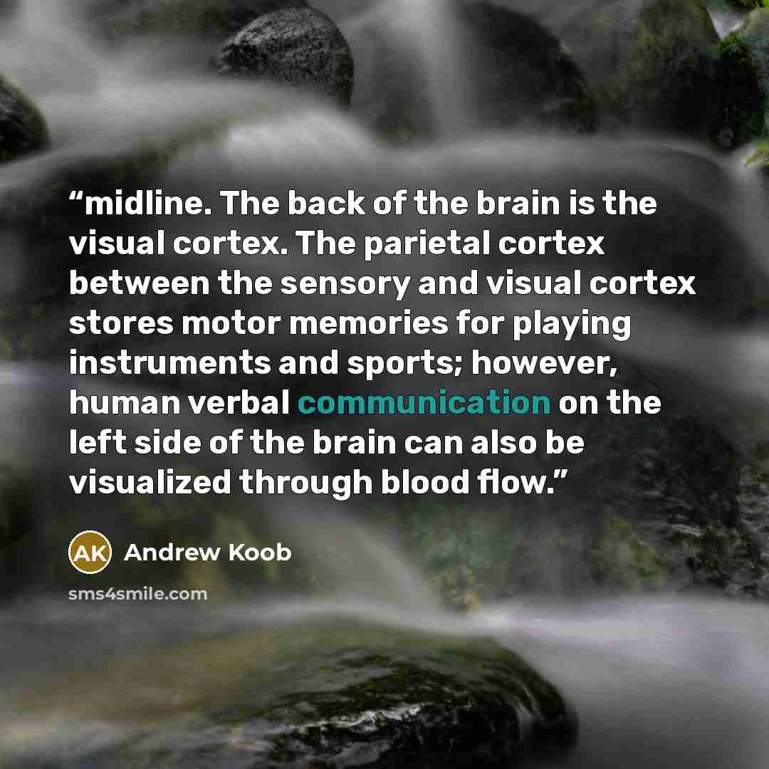 “midline. The back of the brain is the visual cortex. The parietal cortex between the sensory and visual cortex stores motor memories for playing instruments and sports; however, human verbal communication on the left side of the brain can also be visualized through blood flow.” quote by Andrew Koob