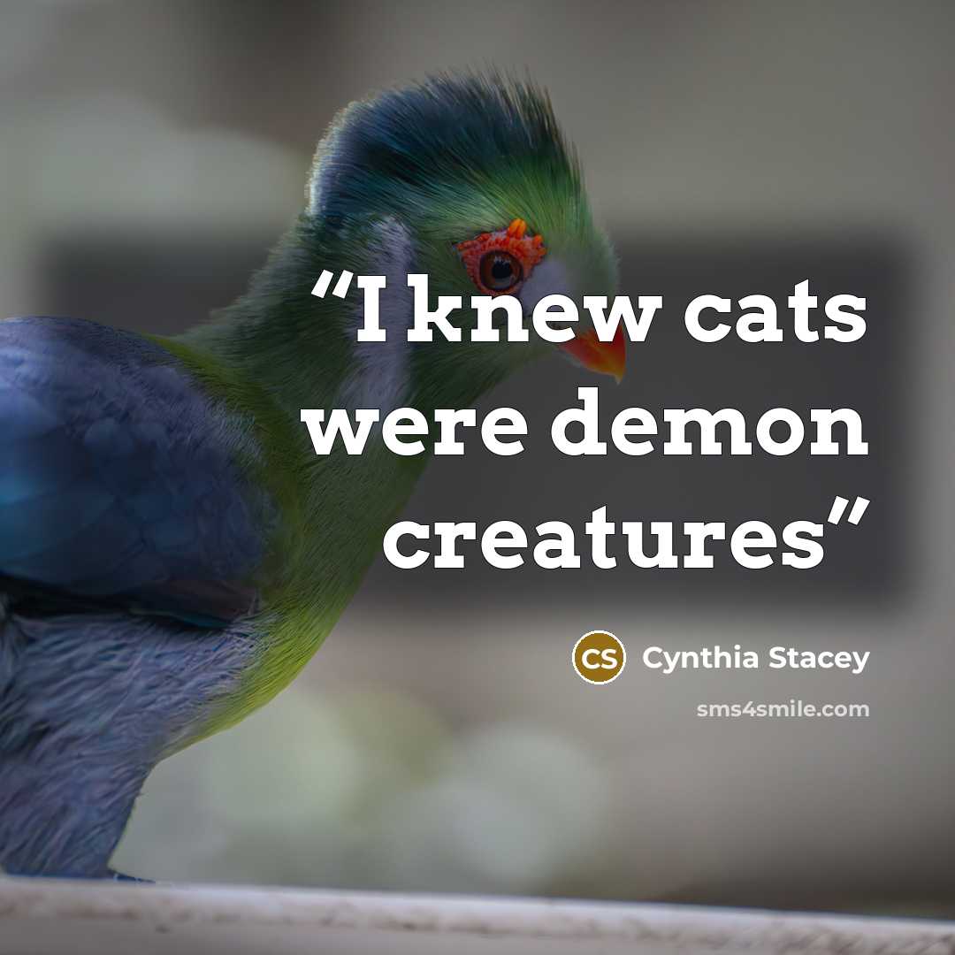 “I knew cats were demon creatures” quote by Cynthia Stacey