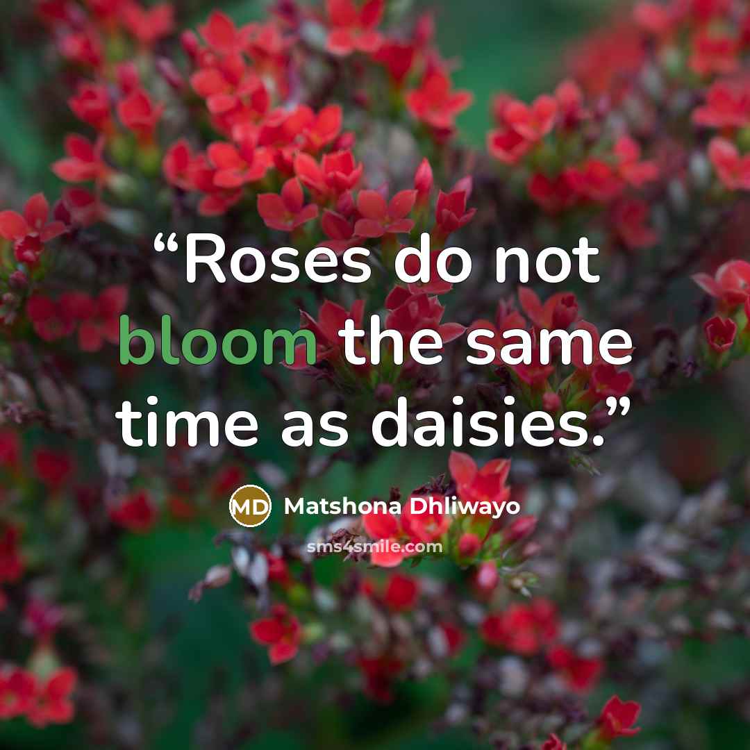 “Roses do not bloom the same time as daisies.” quote by Matshona Dhliwayo