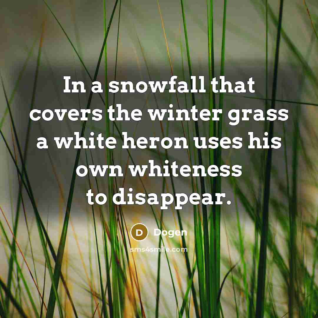 “In a snowfall that covers the winter grass a white heron uses his own whiteness to disappear.” quote by Dogen
