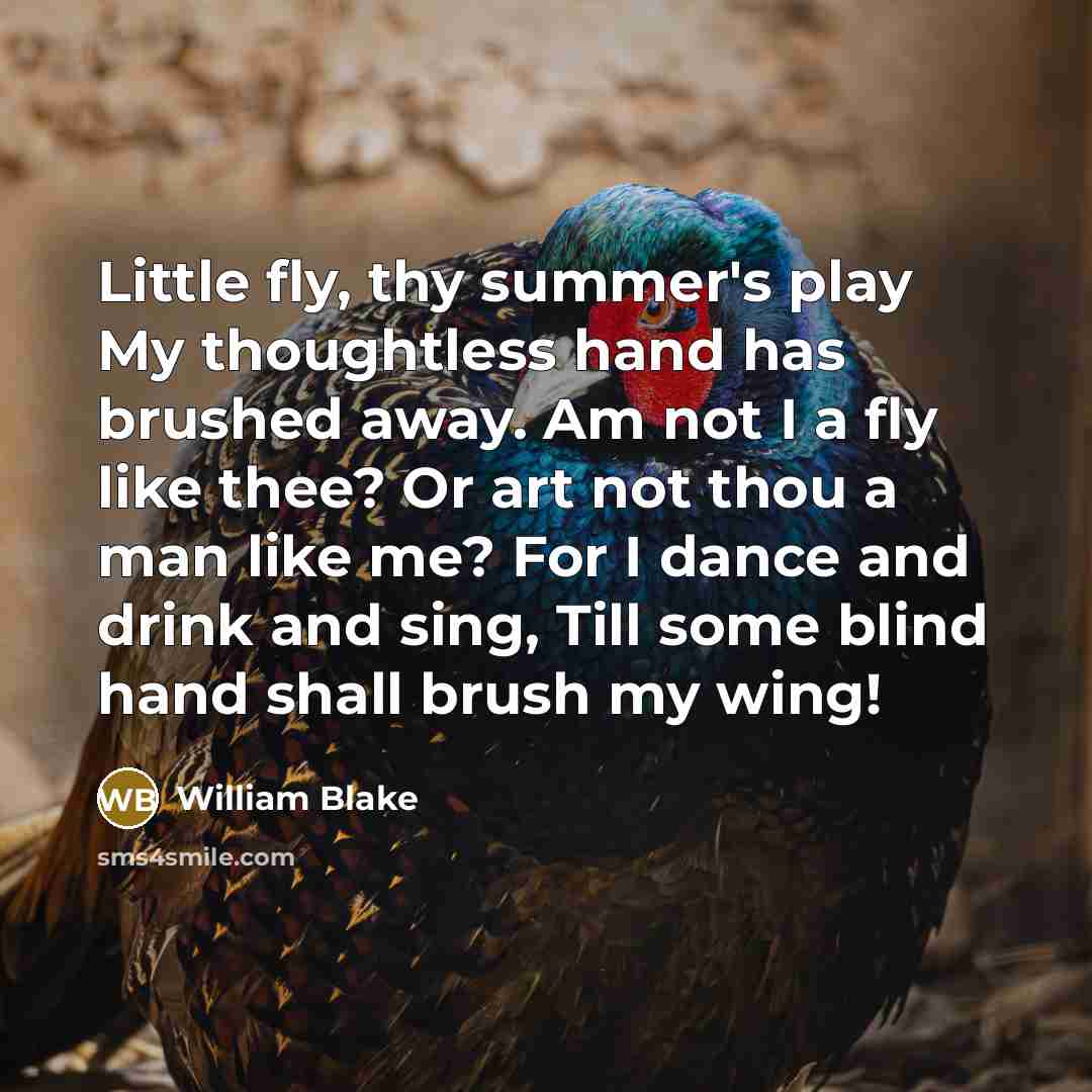 “Little fly, thy summer's play My thoughtless hand has brushed away. Am not I a fly like thee? Or art not thou a man like me? For I dance and drink and sing, Till some blind hand shall brush my wing!” quote by William Blake