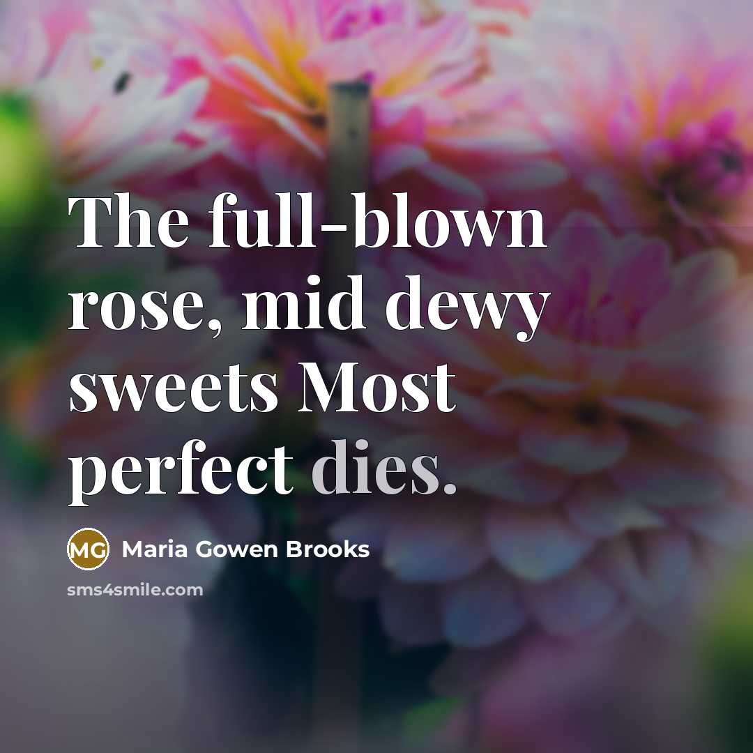 “The full-blown rose, mid dewy sweets Most perfect dies.” quote by Maria Gowen Brooks