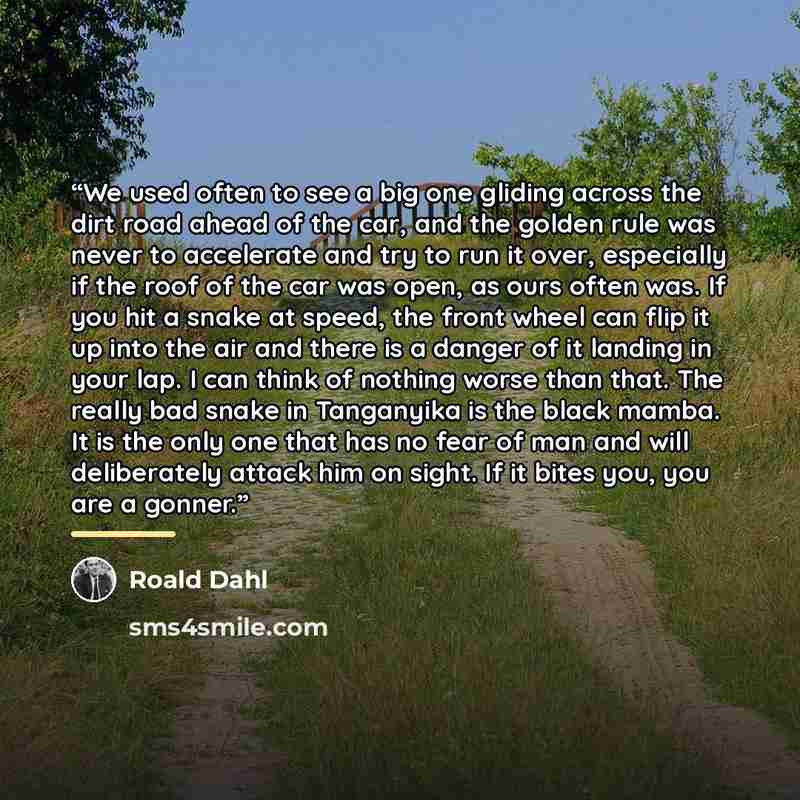 “We used often to see a big one gliding across the dirt road ahead of the car, and the golden rule was never to accelerate and try to run it over, especially if the roof of the car was open, as ours often was. If you hit a snake at speed, the front wheel can flip it up into the air and there is a…” quote by Roald Dahl