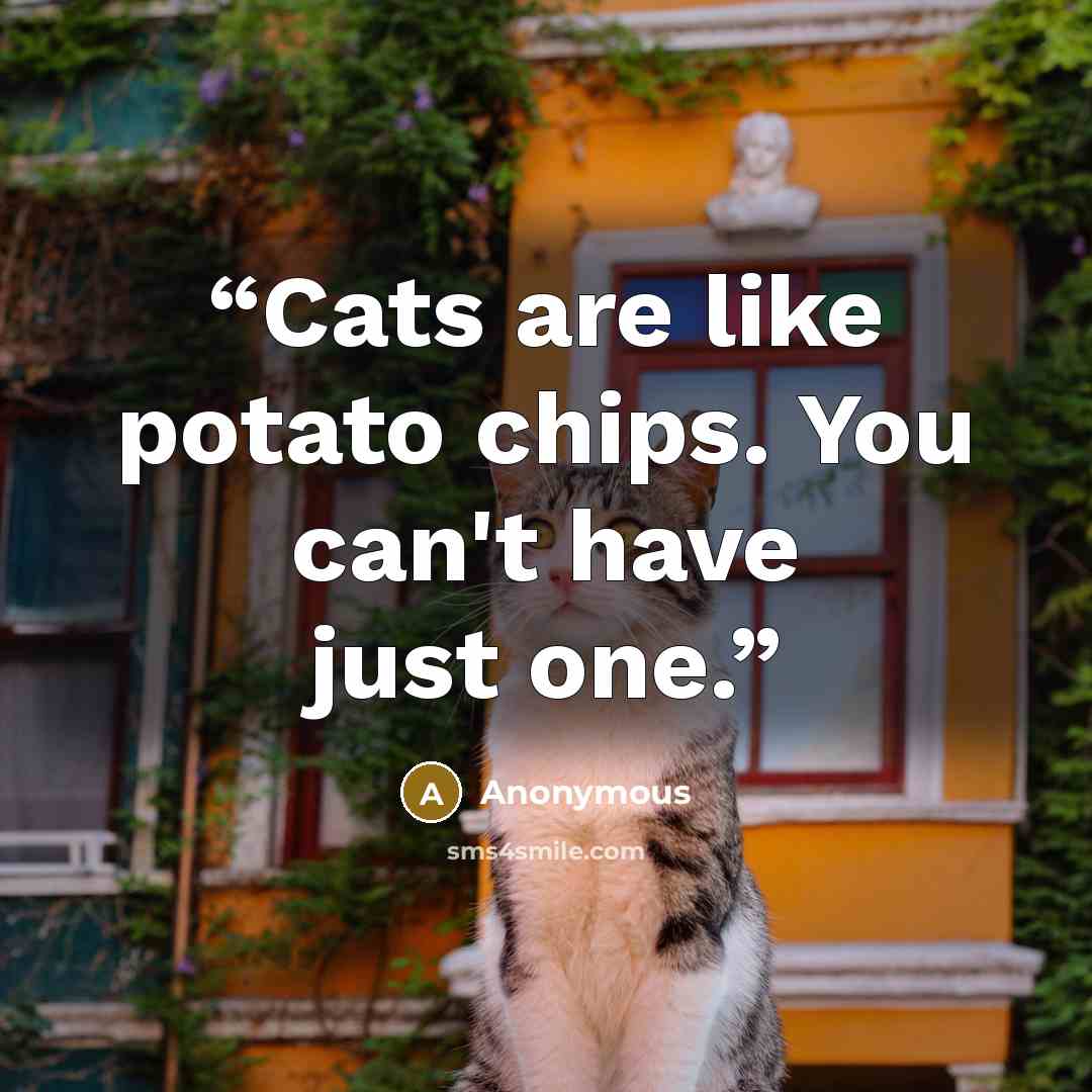 “Cats are like potato chips. You can't have just one.” quote by Anonymous