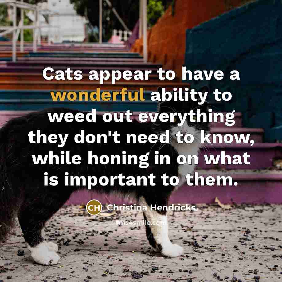“Cats appear to have a wonderful ability to weed out everything they don't need to know, while honing in on what is important to them.” quote by Christina Hendricks