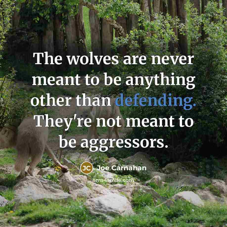“The wolves are never meant to be anything other than defending. They're not meant to be aggressors.” quote by Joe Carnahan