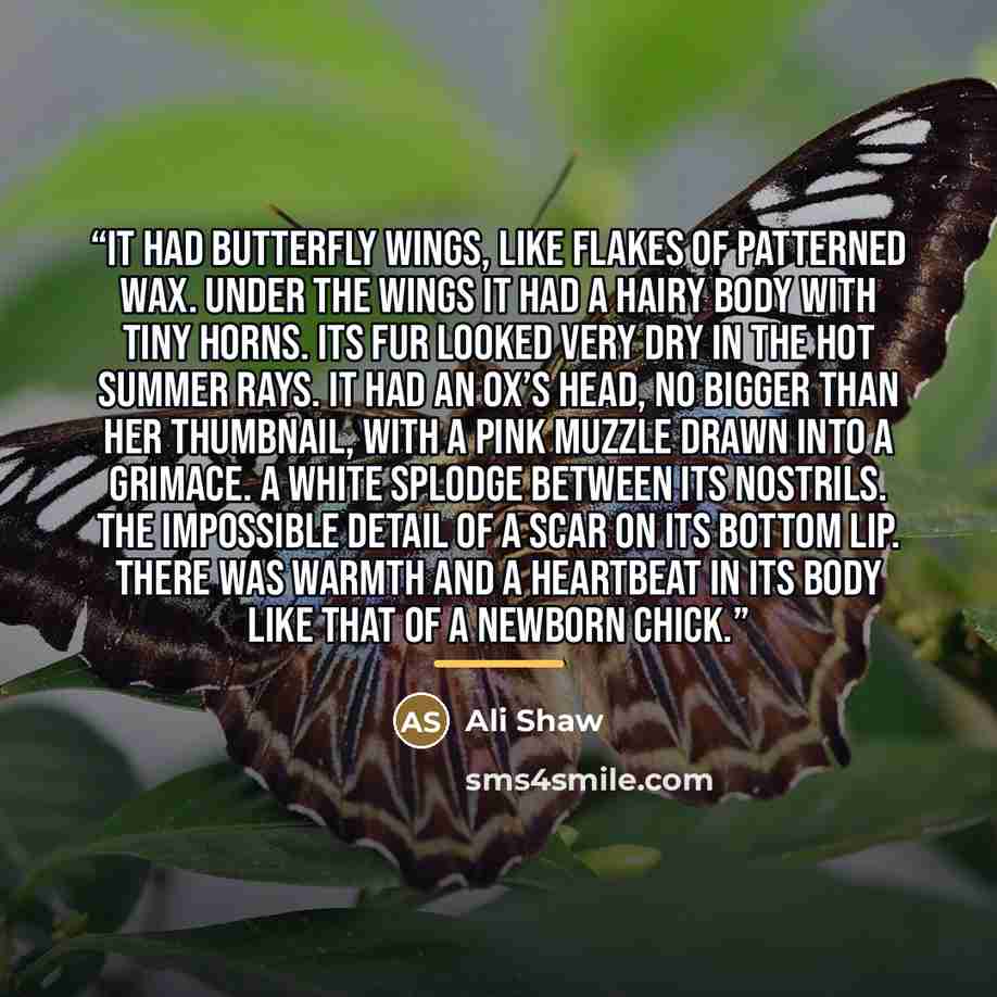 “It had butterfly wings, like flakes of patterned wax. Under the wings it had a hairy body with tiny horns. Its fur looked very dry in the hot summer rays. It had an ox’s head, no bigger than her thumbnail, with a pink muzzle drawn into a grimace. A white splodge between its nostrils. The…” quote by Ali Shaw