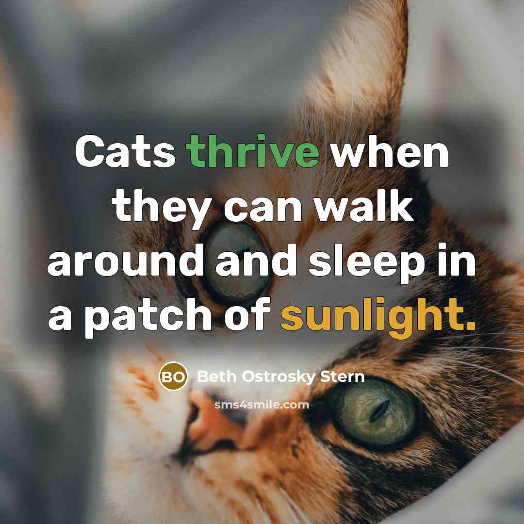 “Cats thrive when they can walk around and sleep in a patch of sunlight.” quote by Beth Ostrosky Stern