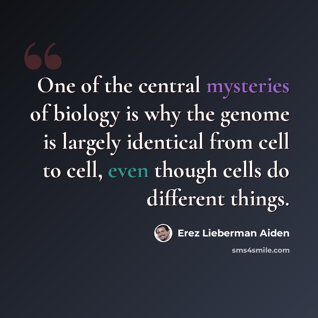 “One of the central mysteries of biology is why the genome is largely identical from cell to cell, even though cells do different things.” quote by Erez Lieberman Aiden